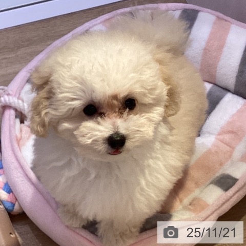 兵庫県のトイプードル(トイ) (ペットプラス 明石店/2025年8月20日生まれ/男の子/クリーム)の子犬の3枚目の画像