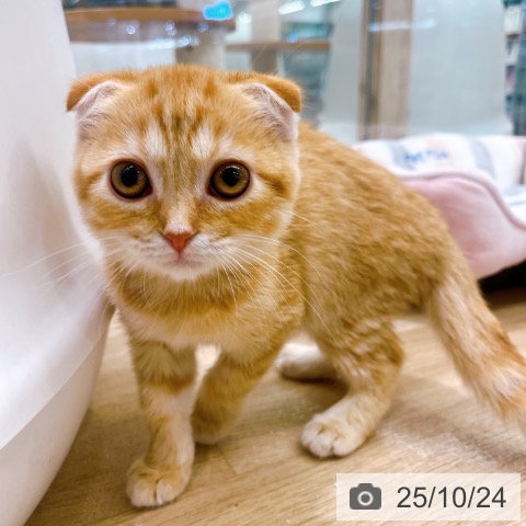 スコティッシュフォールドの写真