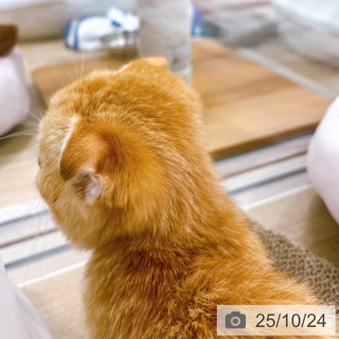 スコティッシュフォールドの写真