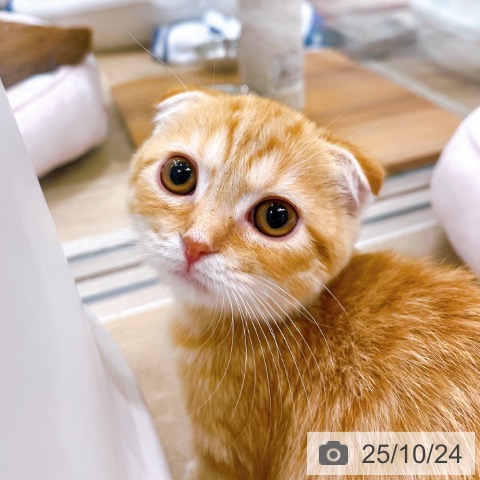 スコティッシュフォールドの写真
