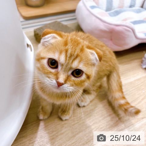 スコティッシュフォールドの写真