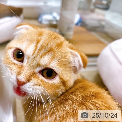 スコティッシュフォールドの写真