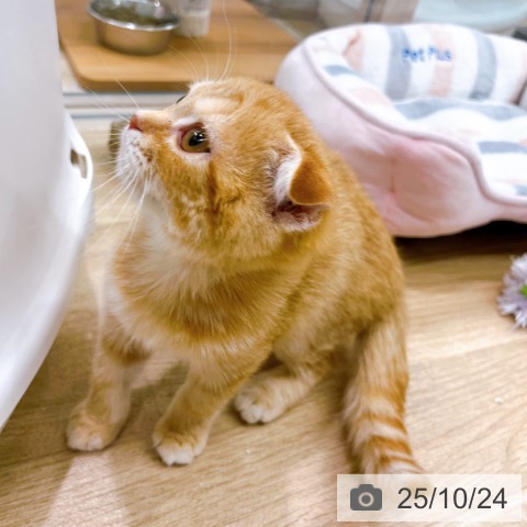 スコティッシュフォールドの写真