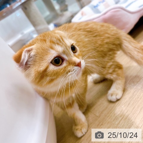 スコティッシュフォールドの写真
