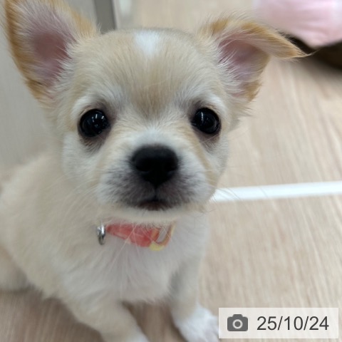 チワワの写真
