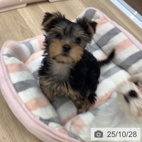 ヨークシャー・テリアの写真