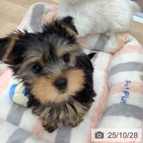 ヨークシャー・テリアの写真