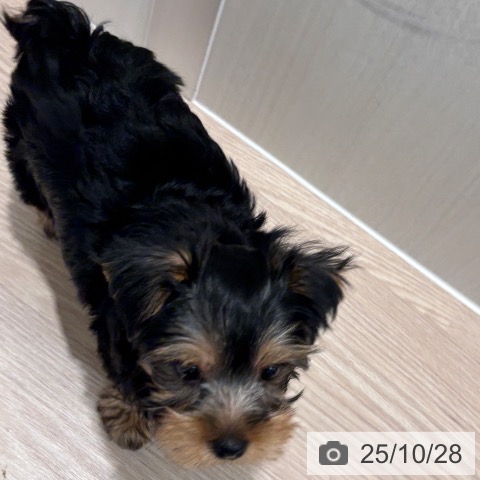 ヨークシャー・テリアの写真