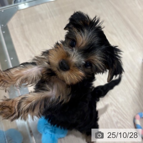 ヨークシャー・テリアの写真