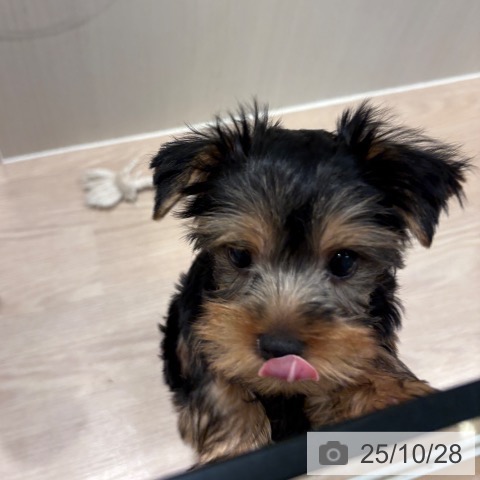 ヨークシャー・テリアの写真