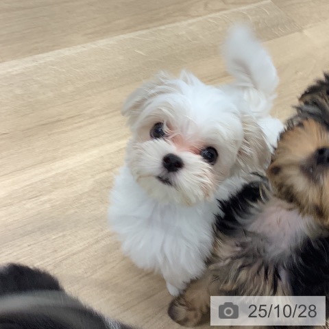 マルチーズの写真