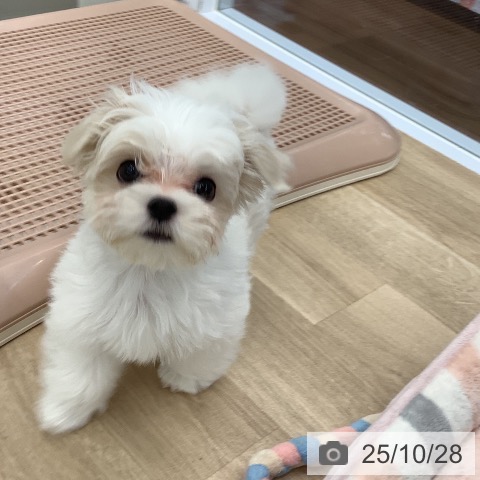 マルチーズの写真