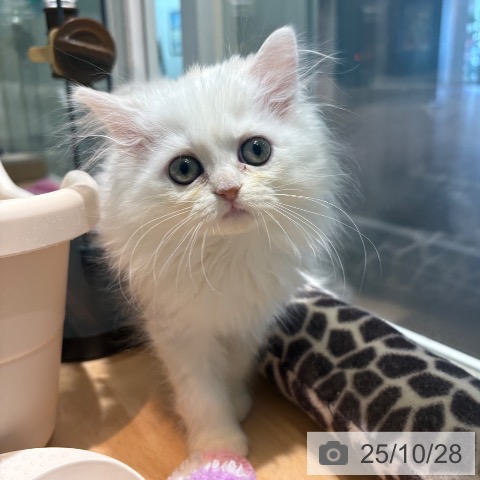 ミヌエットの写真