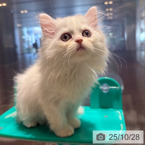 ミヌエットの写真