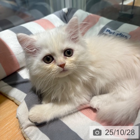 ミヌエットの写真