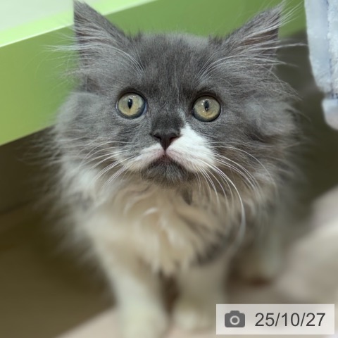 ラガマフィンの写真