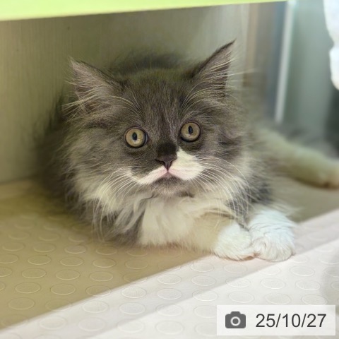 ラガマフィンの写真