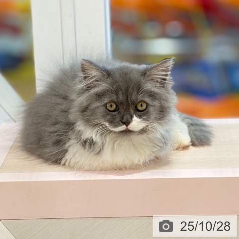 ラガマフィンの写真