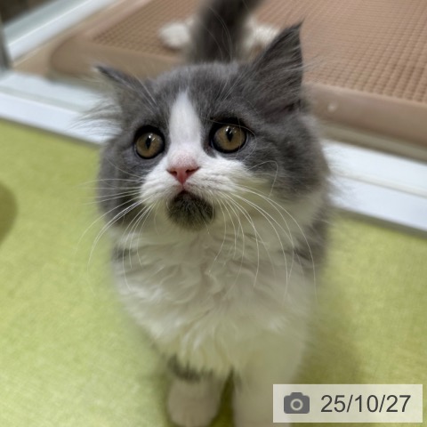 ラガマフィンの写真