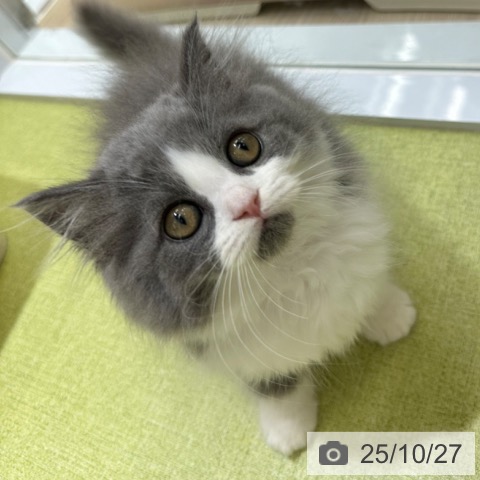 ラガマフィンの写真