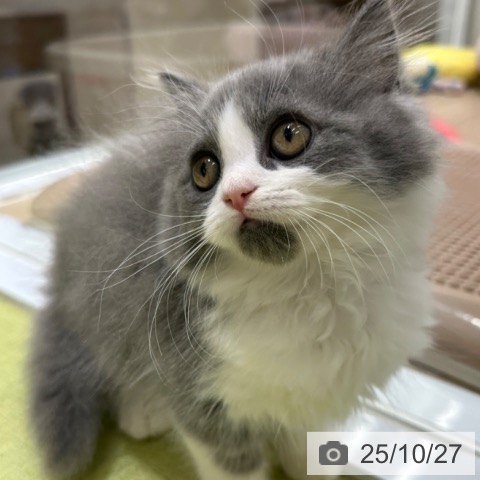 ラガマフィンの写真