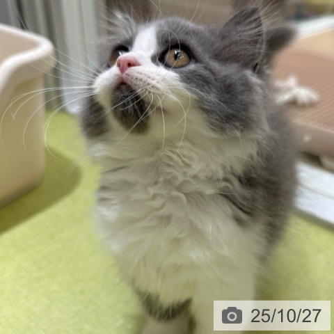 ラガマフィンの写真