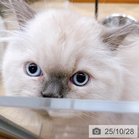 ヒマラヤンの写真