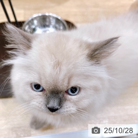 ヒマラヤンの写真