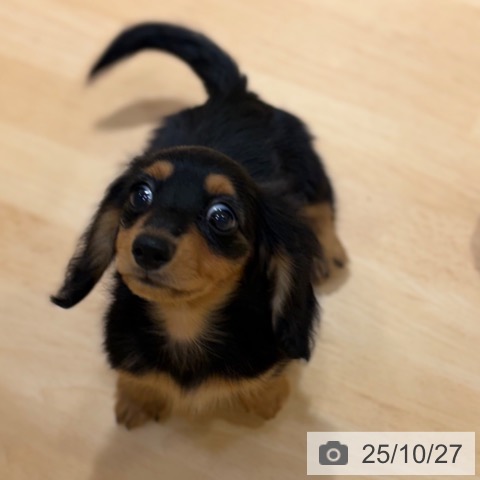 カニーンヘン・ダックスフンドの写真