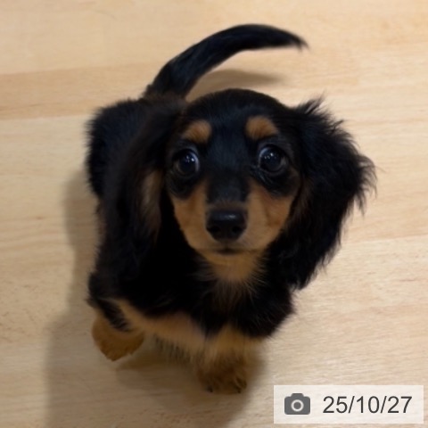 カニーンヘン・ダックスフンドの写真