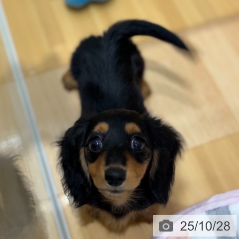 カニーンヘン・ダックスフンドの写真