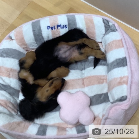 カニーンヘン・ダックスフンドの写真