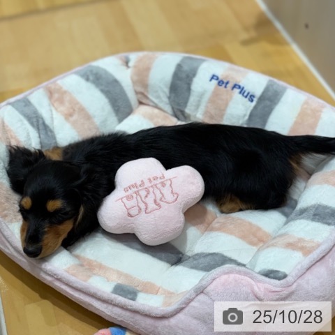 カニーンヘン・ダックスフンドの写真