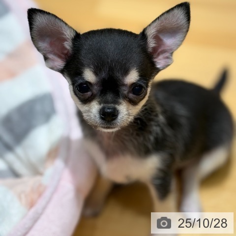 チワワの写真