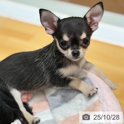 チワワの写真