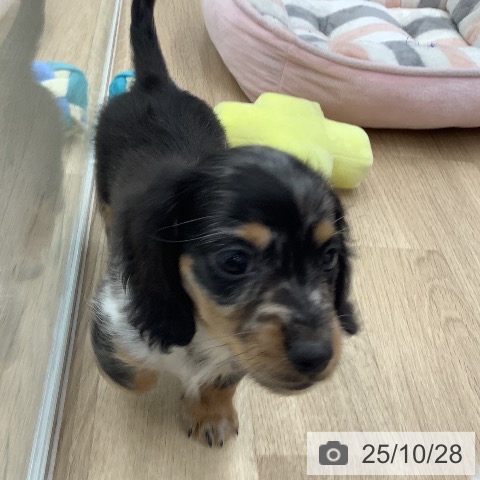 ミニチュア・ダックスフンドの写真