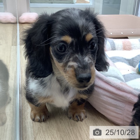 ミニチュア・ダックスフンドの写真