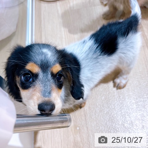 ミニチュア・ダックスフンドの写真