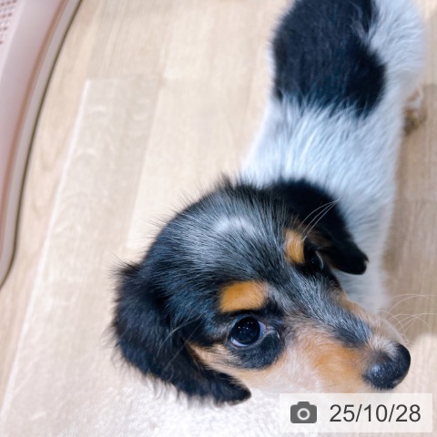 ミニチュア・ダックスフンドの写真