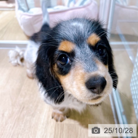 ミニチュア・ダックスフンドの写真