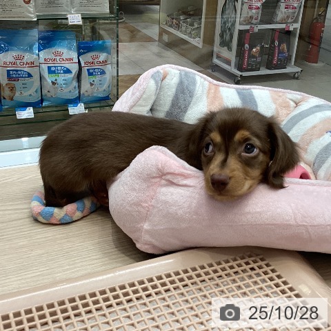 ミニチュア・ダックスフンドの写真