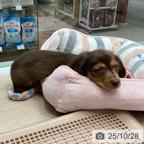 ミニチュア・ダックスフンドの写真