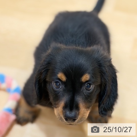 ミニチュア・ダックスフンドの写真