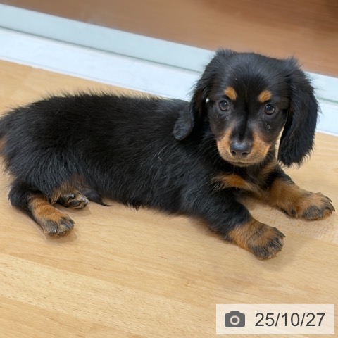 ミニチュア・ダックスフンドの写真