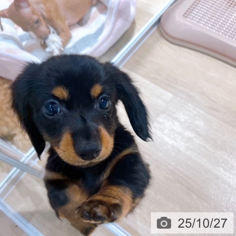 ミニチュア・ダックスフンドの写真