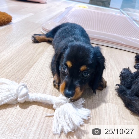 ミニチュア・ダックスフンドの写真