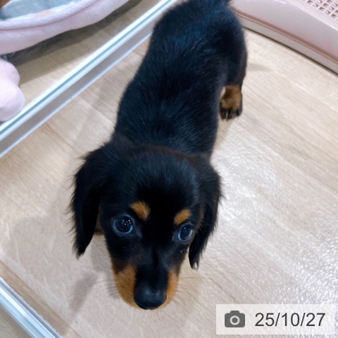 ミニチュア・ダックスフンドの写真