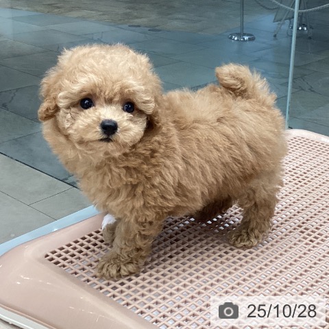 トイ・プードルの写真