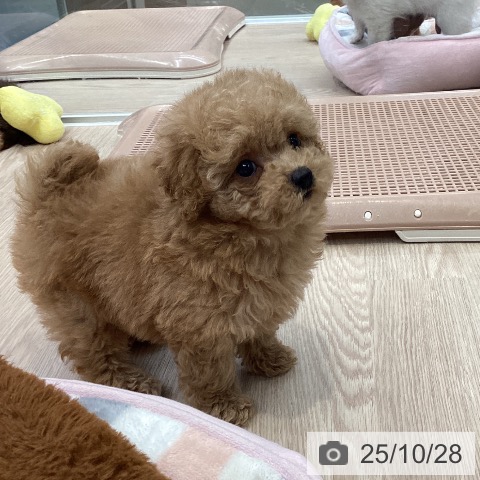 トイ・プードルの写真