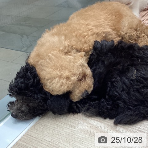 トイ・プードルの写真